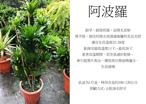 阿波羅植物繁殖|「室內招財綠植」阿波羅千年木照顧繁殖指南，風水寓。